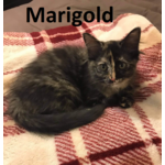 Adopted