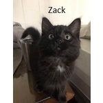 ADOPTED