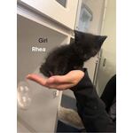 ADOPTED