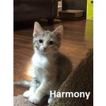 Adopted