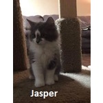 Adopted