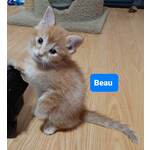 BEAU