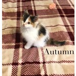 ADOPTED