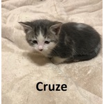 ADOPTED