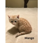 ADOPTED