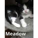 ADOPTED