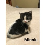 ADOPTED