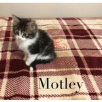 ADOPTED