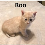 ADOPTED