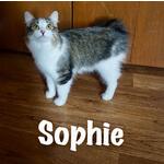 ADOPTED