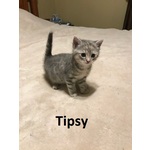 ADOPTED