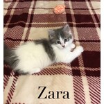 ADOPTED