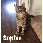 ADOPTED