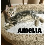 Adopted