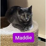 ADOPTED