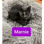 ADOPTED