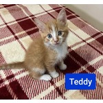 Adopted