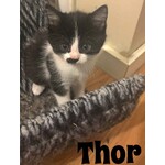 Adopted
