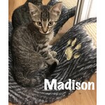 ADOPTED