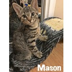 ADOPTED