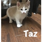 ADOPTED